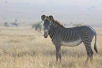 Grevy's Zebra (Equus grevyi), Lewa Wildlife Conservancy, Kenya
