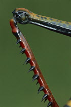 Lubber Grasshopper (Tropidacris sp) leg, showing spines used as defense, Peru