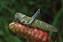 Lubber Grasshopper (Tropidacris sp) on cone, Tambopata-Candamo Nature Reserve, Peru