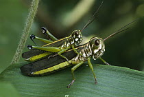 Grasshopper pair mating, Tambopata-Candamo Nature Reserve, Peru