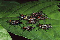 Grasshopper (Chromacris speciosa) group on leaf, Colombia