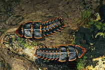Net-winged Beetle (Duliticola sp) females, Kinabalu National Park, Sabah, Borneo, Malaysia