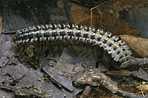 Millipede (Platyrhacidae), Kubah National Park, Sarawak, Borneo, Malaysia