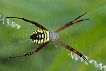 Orb-weaver Spider (Arneidae) on web, Crater Mountain, Papua New Guinea