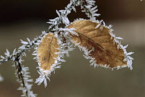 European Beech (Fagus sylvatica) leaves with frost, Switzerland