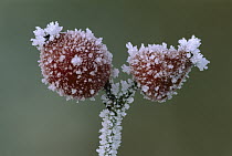 Dog Rose (Rosa canina) hips covered by frost, Switzerland