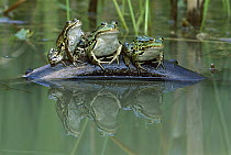 Edible Frog (Rana esculenta) trio on log in pond, Switzerland