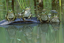 Edible Frog (Rana esculenta) group on log in pond, Switzerland