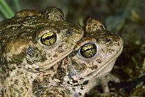 Natterjack Toad (Epidalea calamita) pair mating, Switzerland