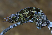 Jackson's Chameleon (Chamaeleo jacksonii) on branch, Mount Kenya National Park, Kenya