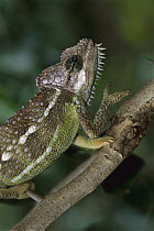 Von Hohnel's Chameleon (Chamaeleo hoehnelii), Mount Kenya National Park, Kenya