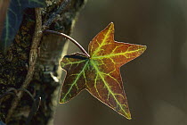 English Ivy (Hedera helix) leaf, Switzerland