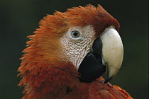 Scarlet Macaw (Ara macao) portrait, Tambopata-Candamo Nature Reserve, Peru