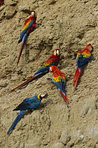 Scarlet Macaw (Ara macao) group and Blue and Yellow Macaw (Ara ararauna) feeding on minerals at clay lick, Tambopata-Candamo Nature Reserve, Peru