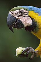 Blue and Yellow Macaw (Ara ararauna) eating, Tambopata-Candamo Nature Reserve, Peru