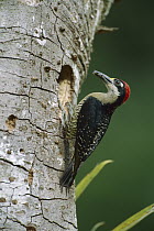 Black-cheeked Woodpecker (Melanerpes pucherani) at nest cavity, La Selva, Costa Rica
