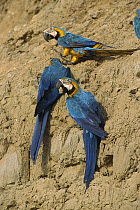 Blue and Yellow Macaw (Ara ararauna) group feeding on minerals at clay lick, Tambopata-Candamo Nature Reserve, Peru