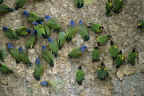 Blue-headed Parrot (Pionus menstruus) flock and Orange-cheeked Parrots (Pionopsitta barrabandi) feeding on minerals at clay lick, Madre de Dios River, Peru
