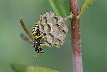 Wasp (Polistes nimpha) constructing nest, Switzerland