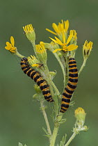 Cinnabar Moth (Tyria jacobaeae) caterpillars feeding on plant, Switzerland
