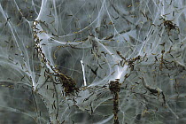 Spindle Ermine (Yponomeuta cagnagella) caterpillars in communal web which covers European Spindle (Euonymus europaeus) tree, Switzerland