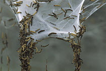 Spindle Ermine (Yponomeuta cagnagella) caterpillars in communal web which covers European Spindle (Euonymus europaeus) tree, Switzerland