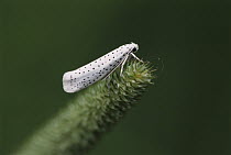 Spindle Ermine (Yponomeuta cagnagella) moth, Switzerland