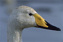 Whooper Swan (Cygnus cygnus) portrait, Switzerland