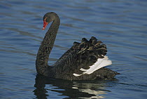 Black Swan (Cygnus atratus), Switzerland
