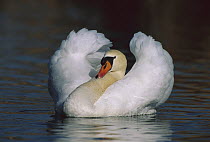 Mute Swan (Cygnus olor) male threat displaying, Switzerland