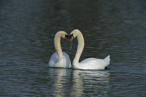Mute Swan (Cygnus olor) pair courting, Switzerland