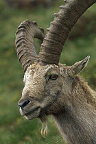 Alpine Ibex (Capra ibex) male, Switzerland