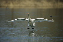 Mute Swan (Cygnus olor) coming in for a landing, Switzerland