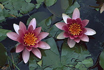 Water Lily (Nymphaea sp) flowers, Switzerland