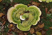 Lumpy Bracket (Trametes gibbosa) mushroom, Switzerland