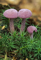 Amethyst Deceiver(Laccaria amethystea) mushrooms, Switzerland