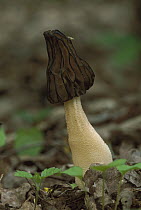 Morel (Morchella gigas) mushroom, Switzerland