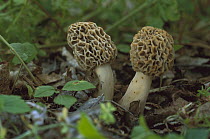 Yellow Morel (Morchella esculenta) mushrooms, Switzerland