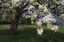 Wild Pear (Pyrus pyraster) tree flowering, Switzerland