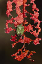 Green Shield Bug (Palomena prasina) on leaf it has partially consumed, Black Forest, Germany