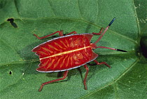 Red Stink Bug (Pycanum rubeus) nymph, Sepilok, Borneo, Malaysia