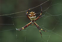 Silver Argiope (Argiope argentata) spider, Guyana