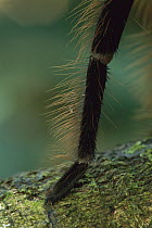 Tarantula (Theraphosidae) leg, showing fine hairs used as sense organs, Tambopata-Candamo Nature Reserve, Peru