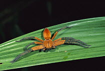 Spider on leaf, Tambopata-Candamo Nature Reserve, Peru