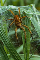 Spider on web, La Selva, Costa Rica