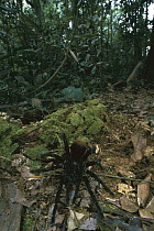 Tarantula (Theraphosidae) crawling on forest floor, Manu National Park, Peru