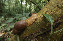 Snail (Strophochelidae) crawling up tree trunk, Tambopata-Candamo Nature Reserve, Peru