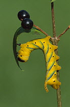 Death's Head Hawk Moth (Acherontia atropos) caterpillar eating leaf, Switzerland