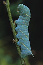 Poplar Hawk Moth (Laothoe populi) caterpillar, Switzerland