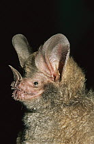Fringe-lipped Bat (Trachops cirrhosus) portrait, Manu National Park, Peru